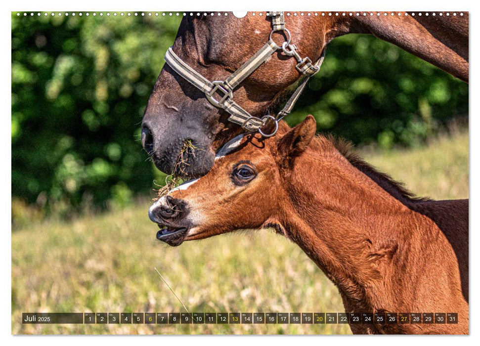 Baby-Fohlen: sonnige Impressionen (CALVENDO Premium Wandkalender 2025)