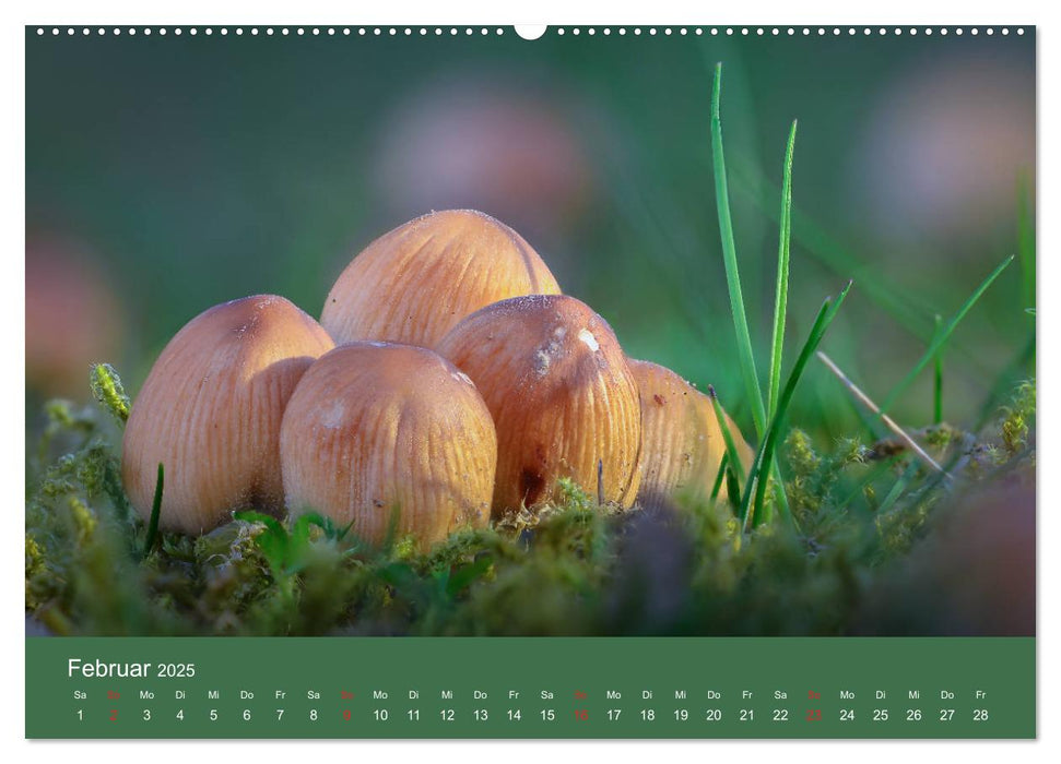 Die faszinierende Welt der Pilze (CALVENDO Premium Wandkalender 2025)