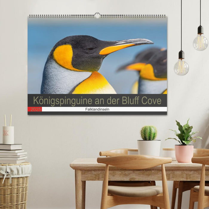 Königspinguine an der Bluff Cove (CALVENDO Wandkalender 2025)