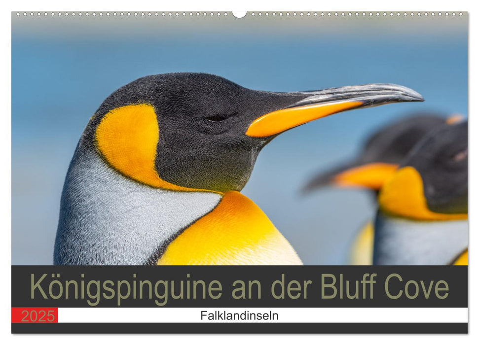 Königspinguine an der Bluff Cove (CALVENDO Wandkalender 2025)