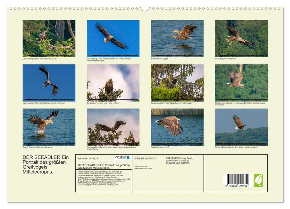 DER SEEADLER Ein Portrait des größten Greifvogels Mitteleuropas (CALVENDO Premium Wandkalender 2025)