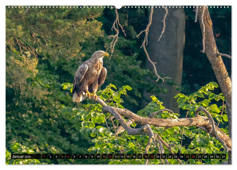 DER SEEADLER Ein Portrait des größten Greifvogels Mitteleuropas (CALVENDO Premium Wandkalender 2025)