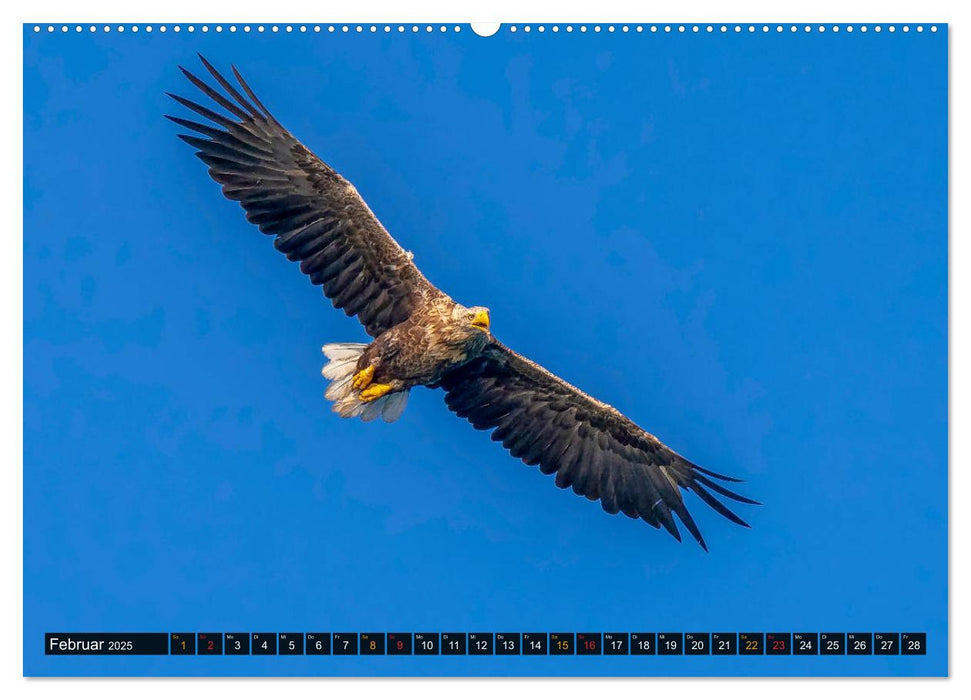 DER SEEADLER Ein Portrait des größten Greifvogels Mitteleuropas (CALVENDO Premium Wandkalender 2025)