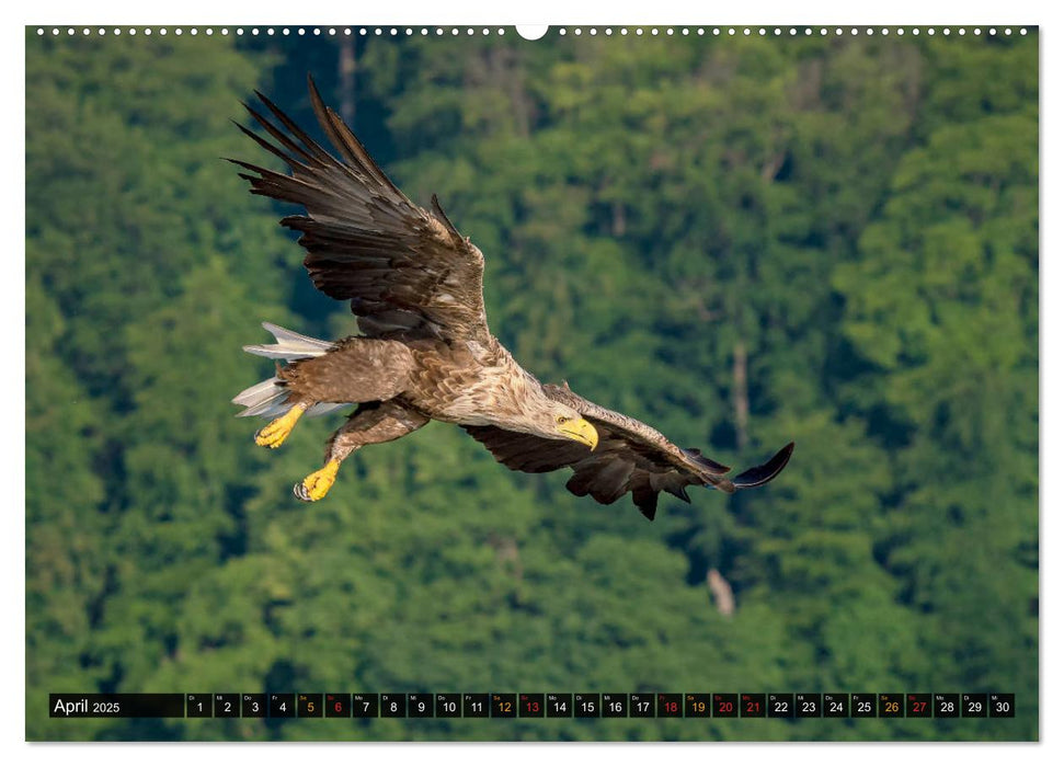 DER SEEADLER Ein Portrait des größten Greifvogels Mitteleuropas (CALVENDO Premium Wandkalender 2025)