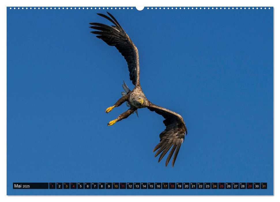 DER SEEADLER Ein Portrait des größten Greifvogels Mitteleuropas (CALVENDO Premium Wandkalender 2025)