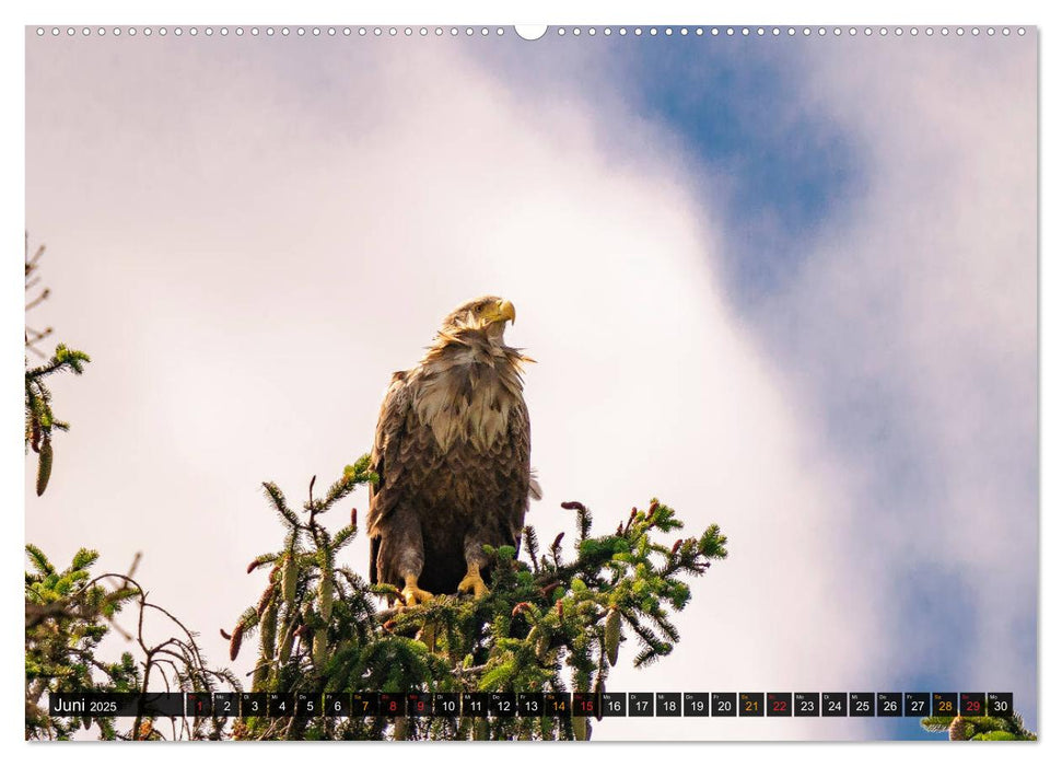 DER SEEADLER Ein Portrait des größten Greifvogels Mitteleuropas (CALVENDO Premium Wandkalender 2025)