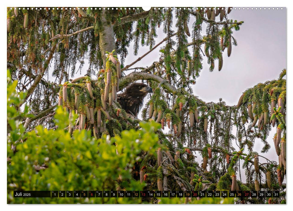 DER SEEADLER Ein Portrait des größten Greifvogels Mitteleuropas (CALVENDO Premium Wandkalender 2025)