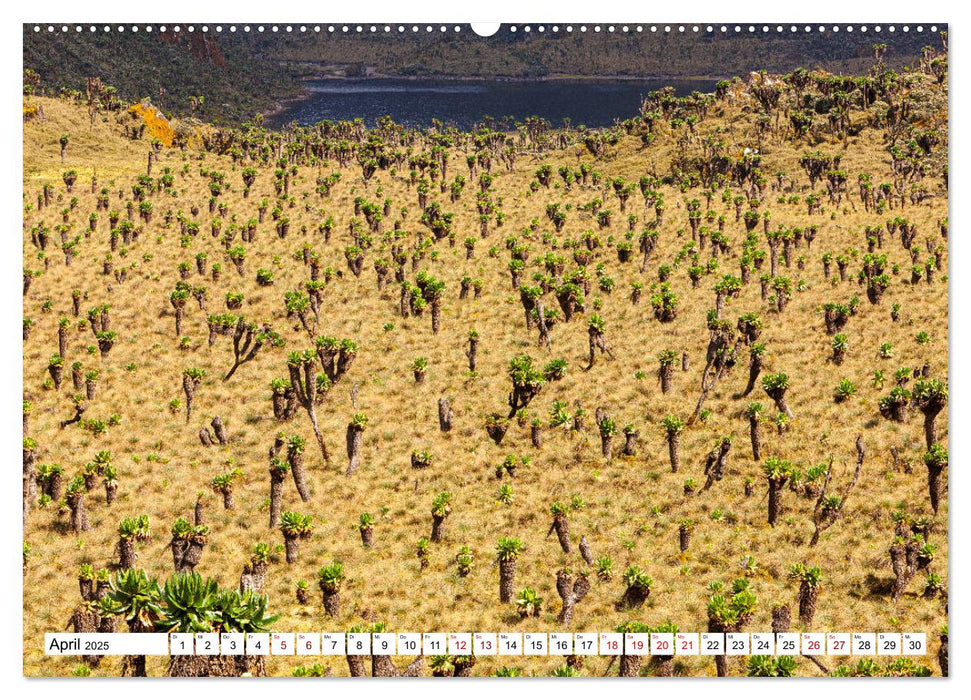 Ruwenzori - Afrikas mystisches Hochgebirge (CALVENDO Premium Wandkalender 2025)