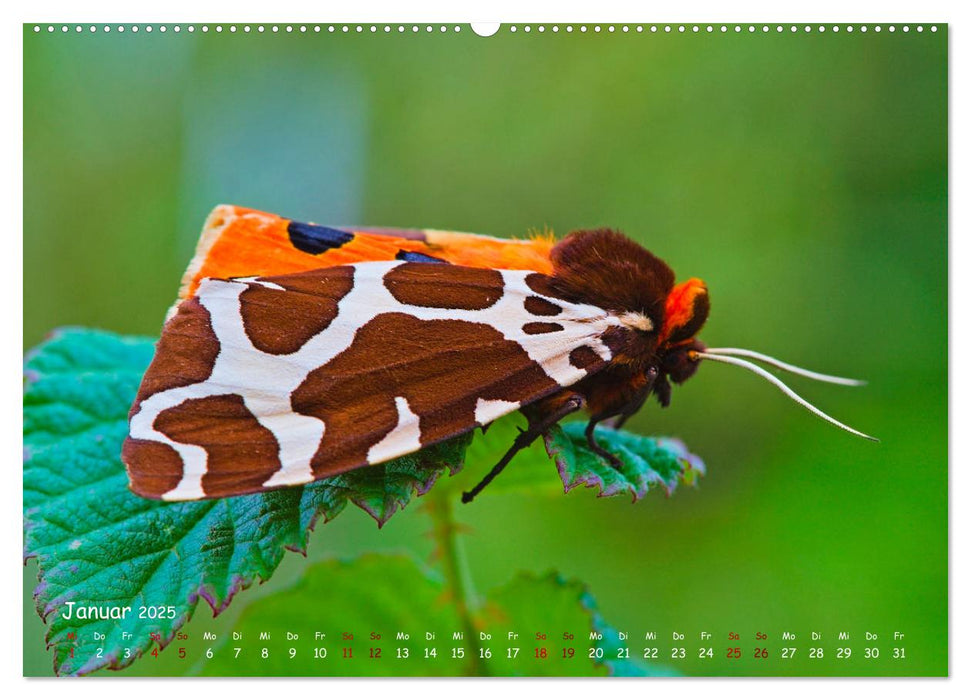 Tierische Untermieter (CALVENDO Wandkalender 2025)