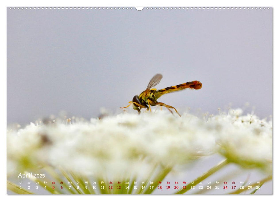 Tierische Untermieter (CALVENDO Wandkalender 2025)