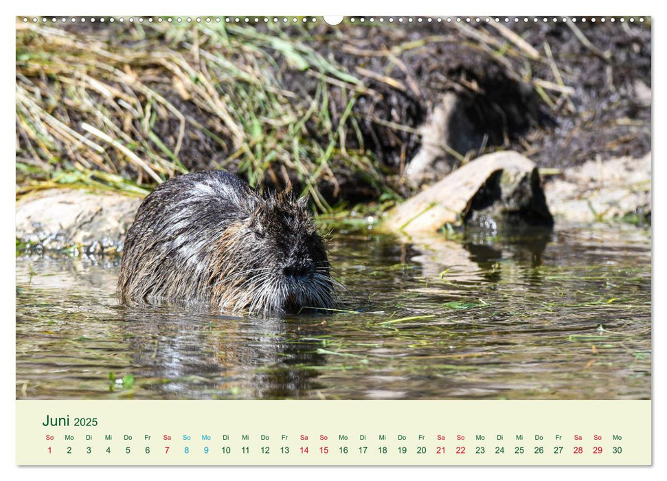 NUTRIAS - Pelzige Gesellen (CALVENDO Premium Wandkalender 2025)