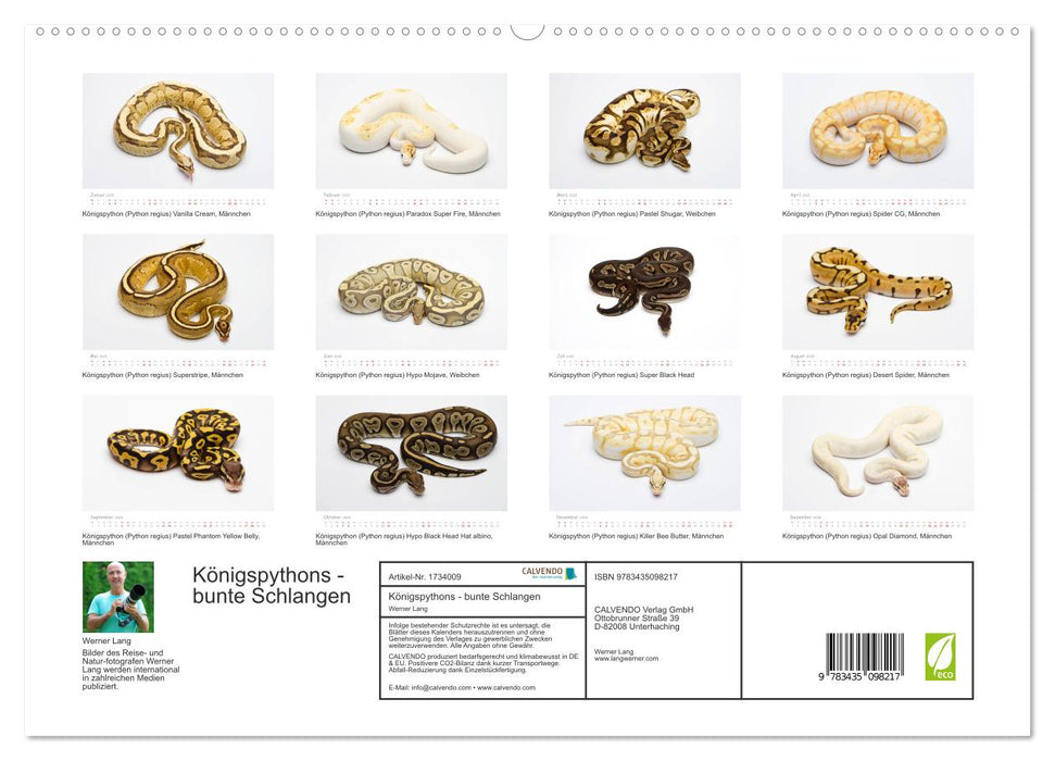 Königspythons - bunte Schlangen (CALVENDO Premium Wandkalender 2025)