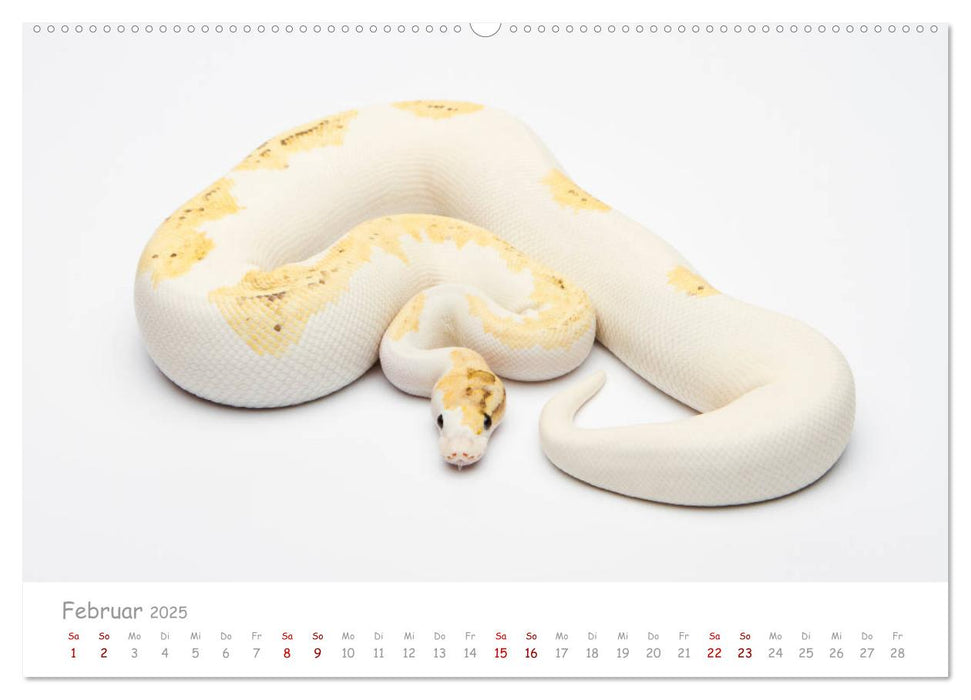 Königspythons - bunte Schlangen (CALVENDO Premium Wandkalender 2025)