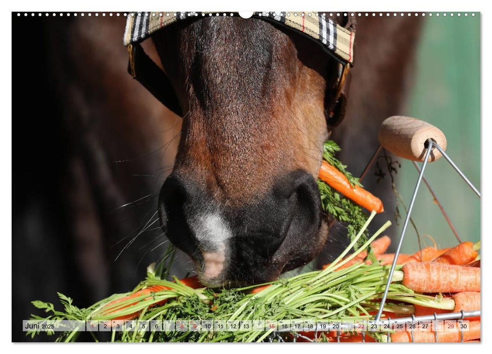 Pferdenasen (CALVENDO Premium Wandkalender 2025)