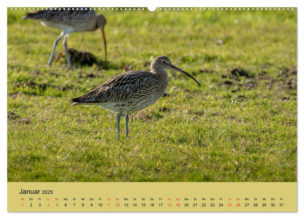 Limikolen - Watvögel am norddeutschen Wattenmeer (CALVENDO Premium Wandkalender 2025)