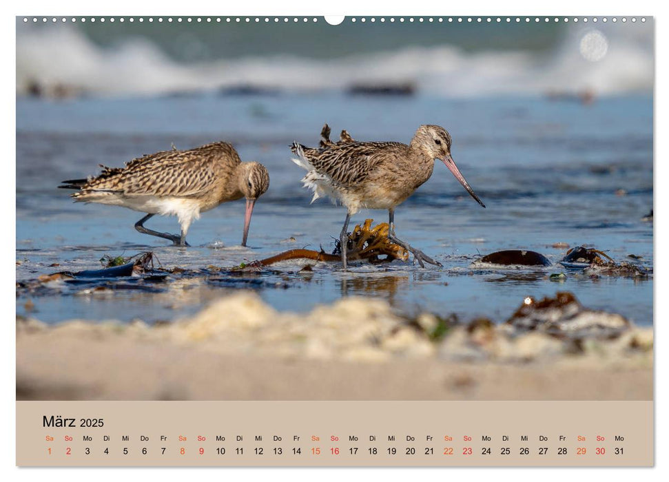 Limikolen - Watvögel am norddeutschen Wattenmeer (CALVENDO Premium Wandkalender 2025)