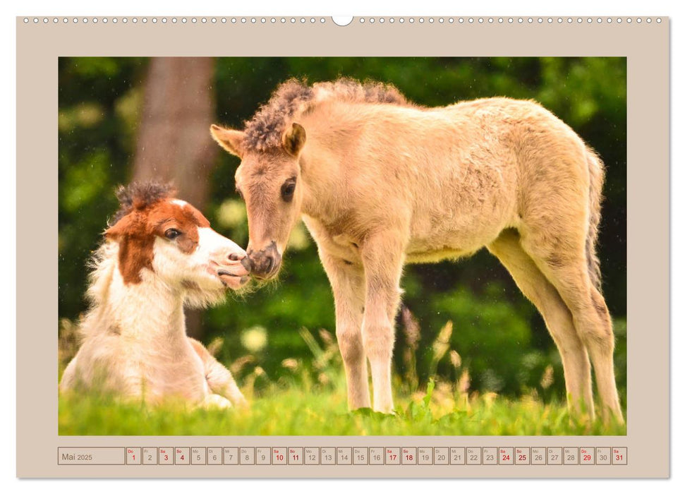 Fohlen, glücklich in der Herde (CALVENDO Premium Wandkalender 2025)