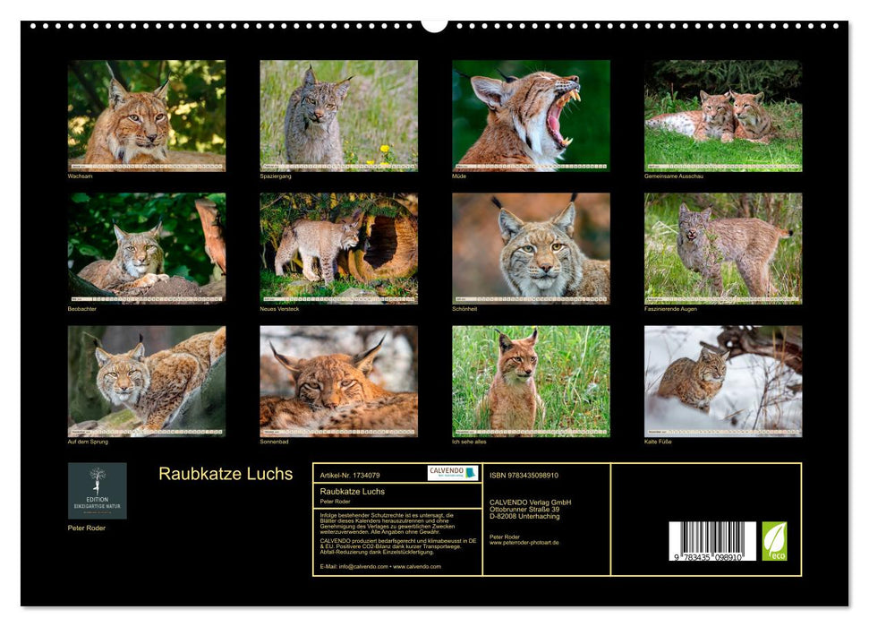 Raubkatze Luchs (CALVENDO Premium Wandkalender 2025)