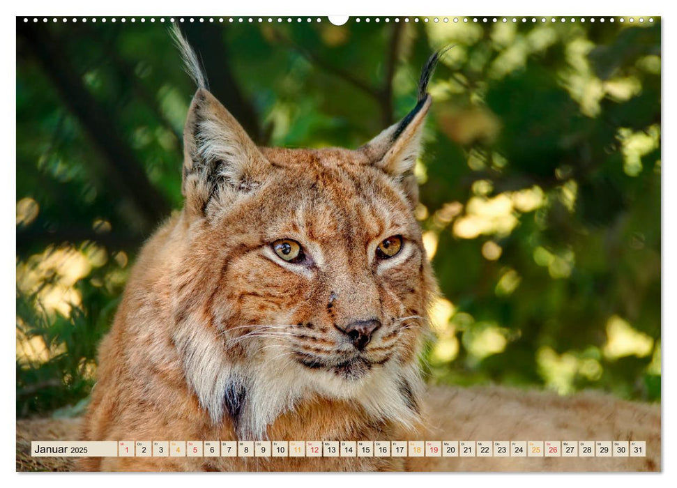 Raubkatze Luchs (CALVENDO Premium Wandkalender 2025)