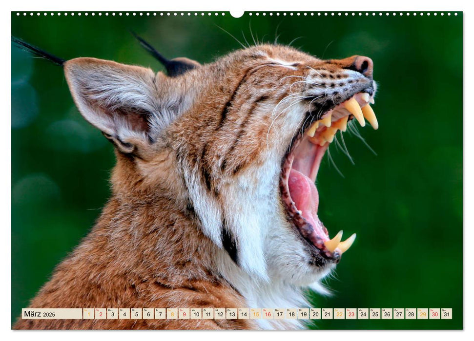 Raubkatze Luchs (CALVENDO Premium Wandkalender 2025)