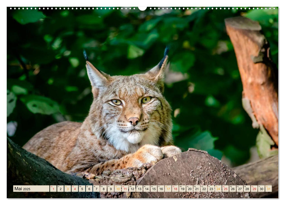 Raubkatze Luchs (CALVENDO Premium Wandkalender 2025)