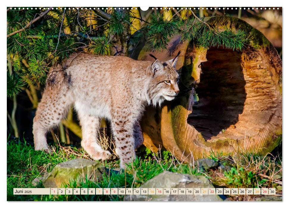 Raubkatze Luchs (CALVENDO Premium Wandkalender 2025)