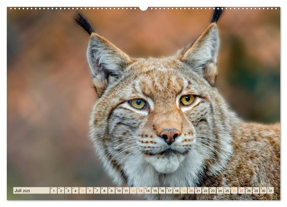 Raubkatze Luchs (CALVENDO Premium Wandkalender 2025)