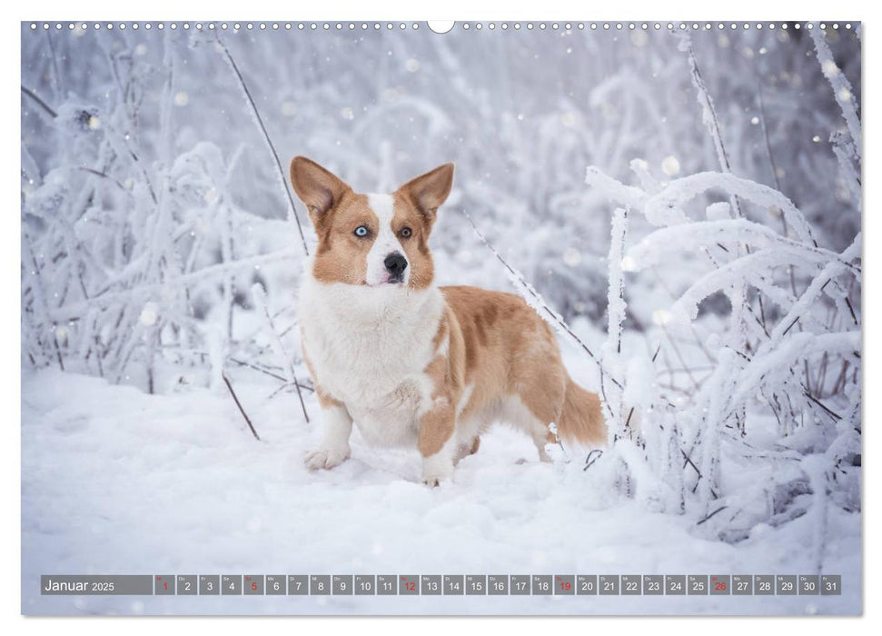 Welsh Corgi - Der Kobold unter den Hunden (CALVENDO Premium Wandkalender 2025)