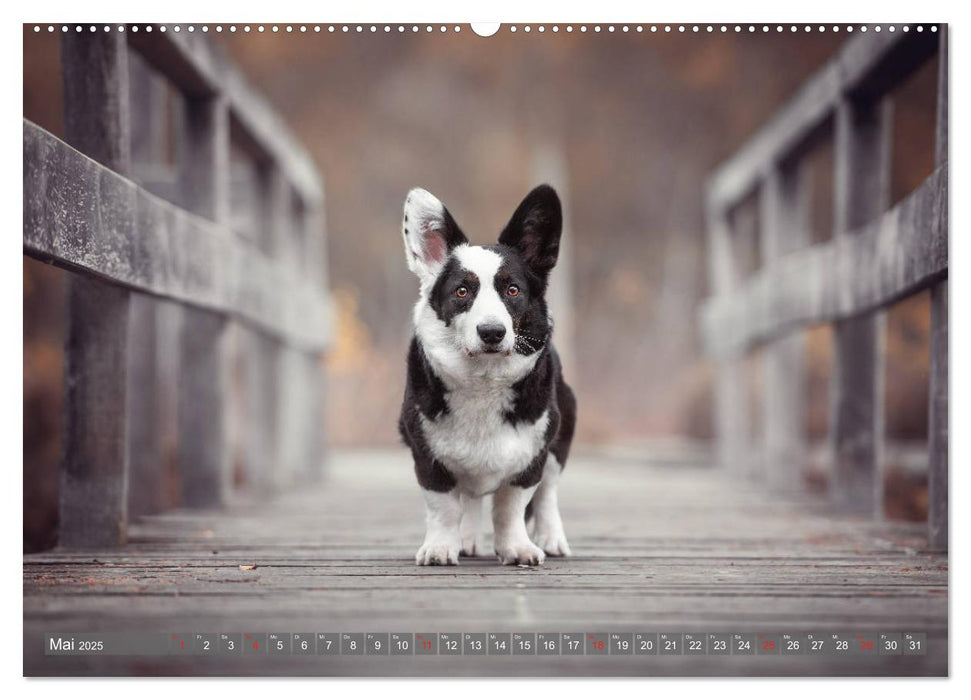 Welsh Corgi - Der Kobold unter den Hunden (CALVENDO Premium Wandkalender 2025)