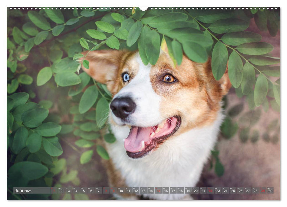 Welsh Corgi - Der Kobold unter den Hunden (CALVENDO Premium Wandkalender 2025)