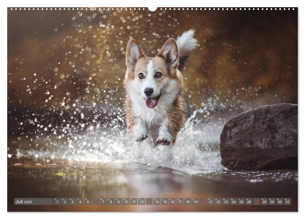 Welsh Corgi - Der Kobold unter den Hunden (CALVENDO Premium Wandkalender 2025)