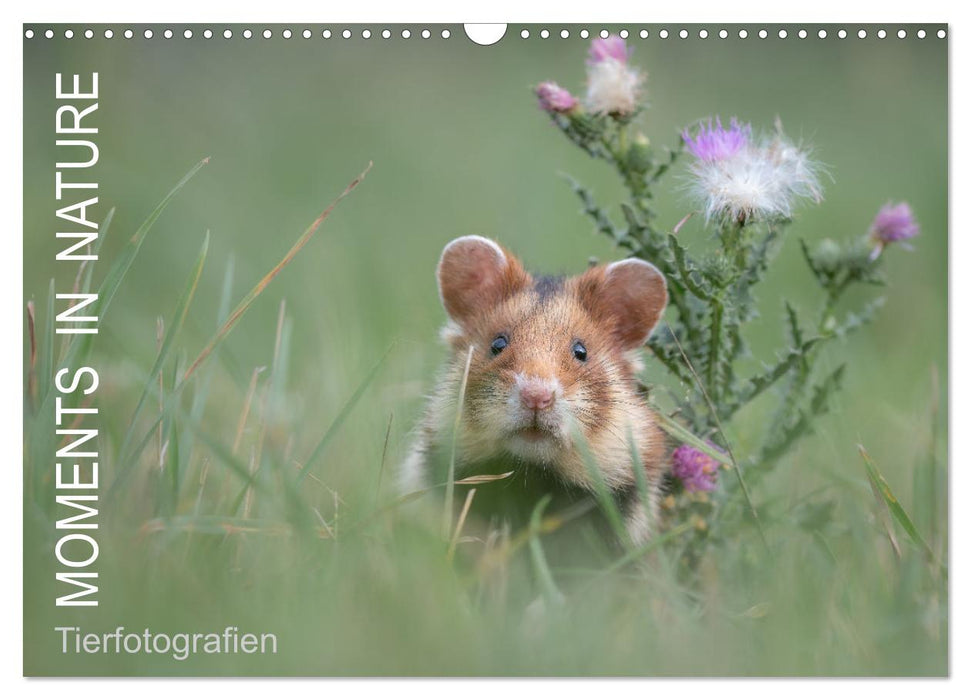 Moments in Nature (CALVENDO Wandkalender 2025)