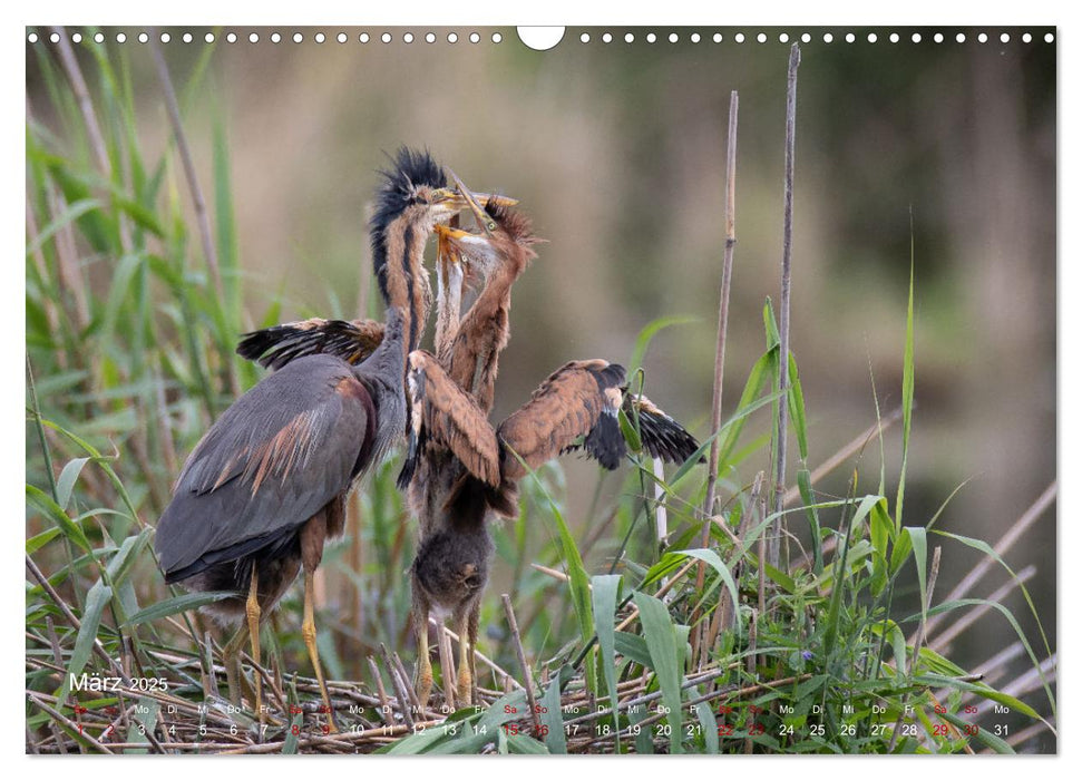 Moments in Nature (CALVENDO Wandkalender 2025)