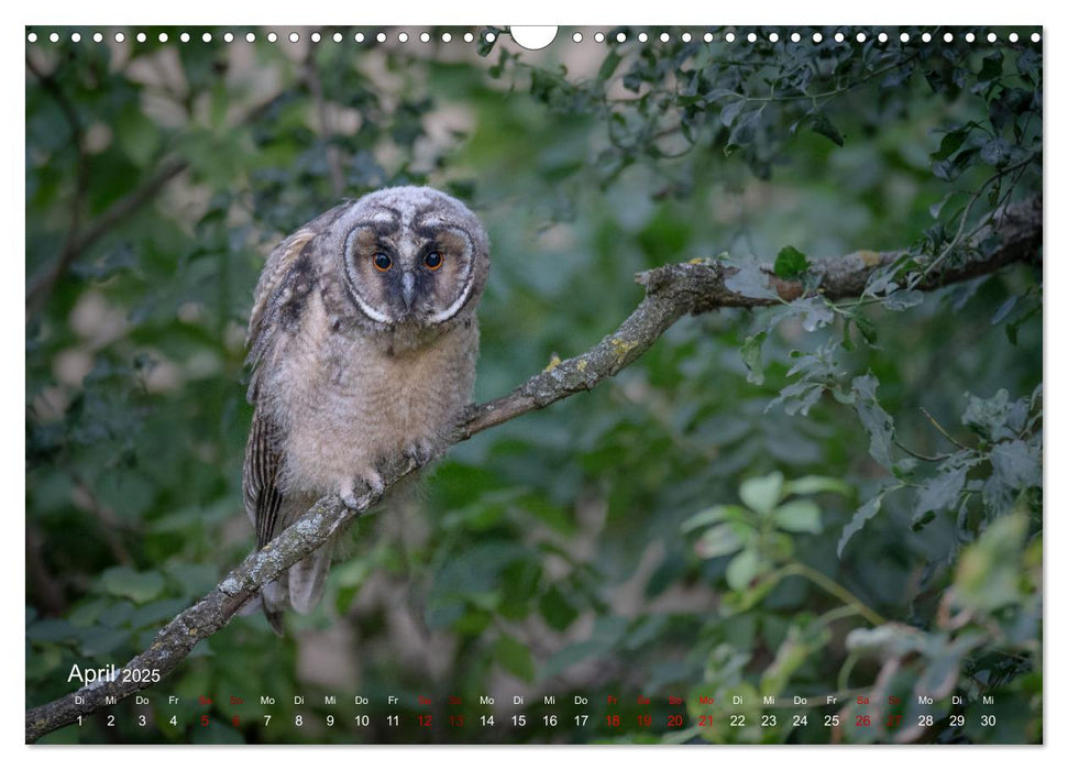 Moments in Nature (CALVENDO Wandkalender 2025)