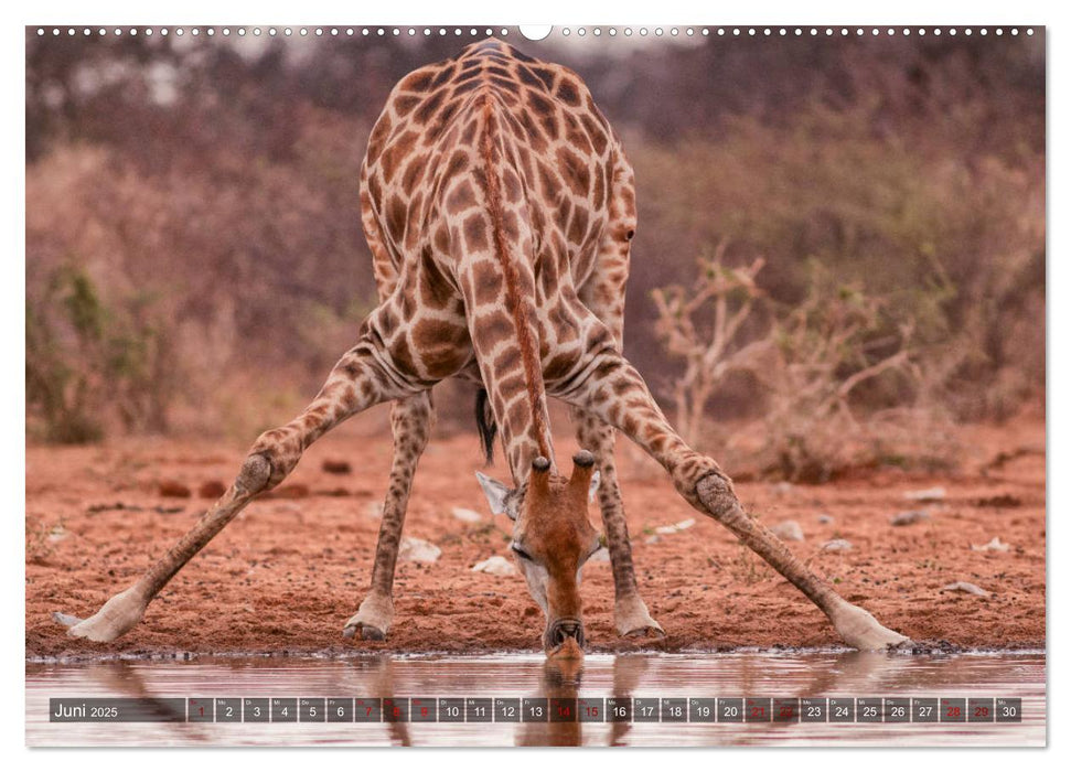 Afrikas Tierwelt, Safari im südlichen Afrika (CALVENDO Premium Wandkalender 2025)