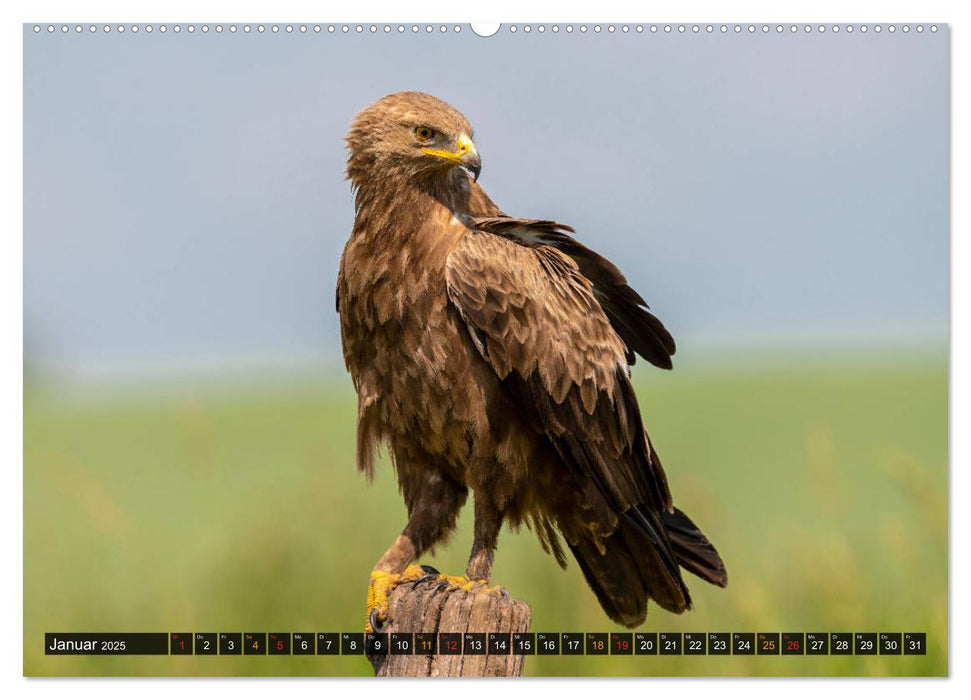 Der Schreiadler (Clanga pomarina) - Deutschands kleinster und stark gefährdeter Adler. (CALVENDO Premium Wandkalender 2025)