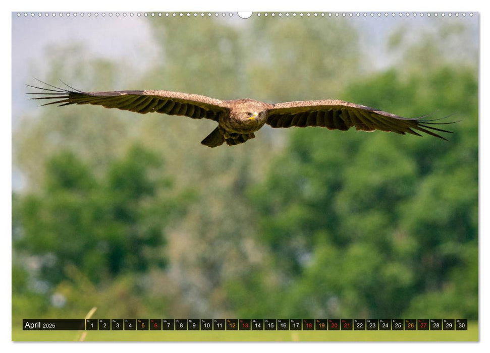 Der Schreiadler (Clanga pomarina) - Deutschands kleinster und stark gefährdeter Adler. (CALVENDO Premium Wandkalender 2025)