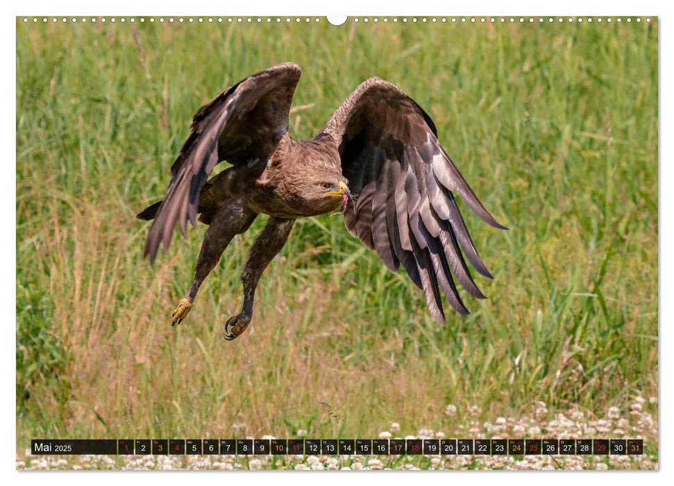 Der Schreiadler (Clanga pomarina) - Deutschands kleinster und stark gefährdeter Adler. (CALVENDO Premium Wandkalender 2025)