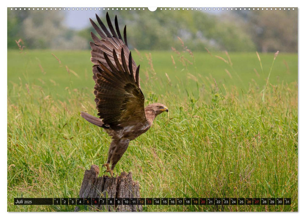 Der Schreiadler (Clanga pomarina) - Deutschands kleinster und stark gefährdeter Adler. (CALVENDO Premium Wandkalender 2025)