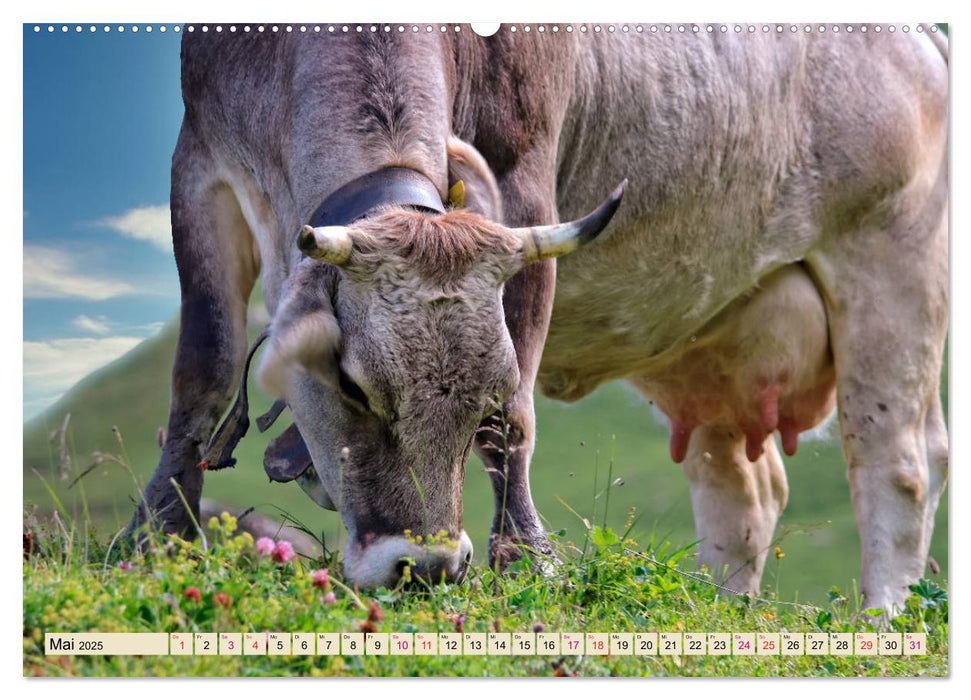 Berg-Kühe, Natur pur - unser schönster Urlaub (CALVENDO Premium Wandkalender 2025)