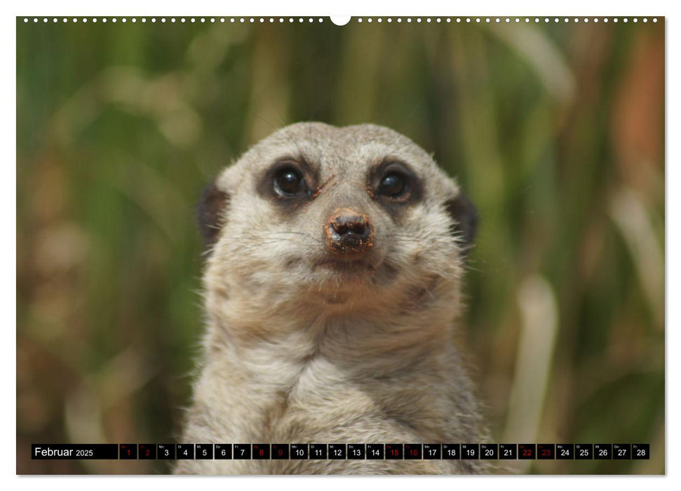 Lustige Erdmännchen (CALVENDO Wandkalender 2025)