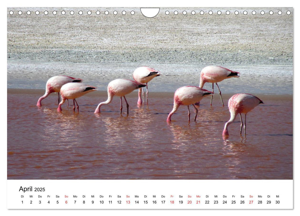 Mein Flamingo Jahr (CALVENDO Wandkalender 2025)