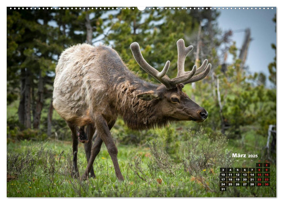 American Wildlife (CALVENDO Premium Wandkalender 2025)