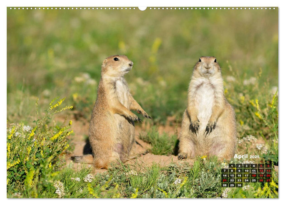 American Wildlife (CALVENDO Premium Wandkalender 2025)