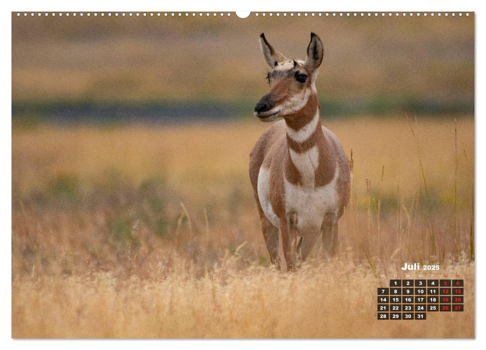 American Wildlife (CALVENDO Premium Wandkalender 2025)