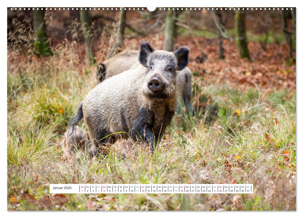 Faszination Schwarzwild (CALVENDO Wandkalender 2025)