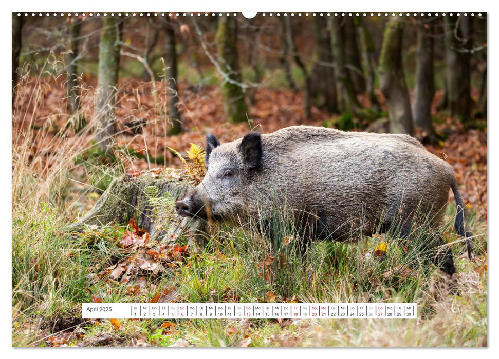 Faszination Schwarzwild (CALVENDO Wandkalender 2025)