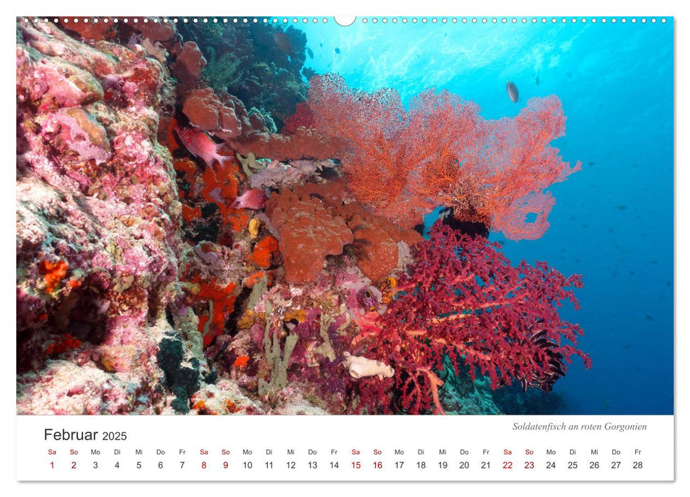 Unterwasser - eine bunte Welt (CALVENDO Premium Wandkalender 2025)