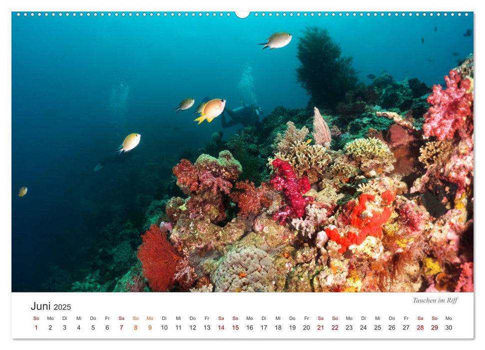 Unterwasser - eine bunte Welt (CALVENDO Premium Wandkalender 2025)