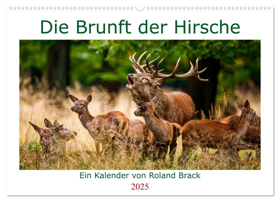 Die Brunft der Hirsche (CALVENDO Wandkalender 2025)